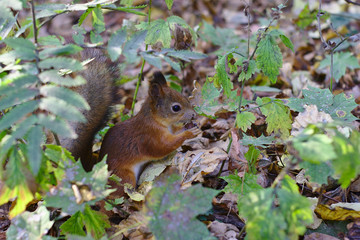 Naklejka na ściany i meble squirrel having breakfast in the autumn park