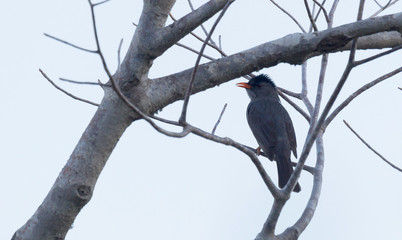 Madagascar Bulbul (Hypsipetes madagascariensis), rain