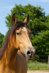 Portrait of a Berber horse.