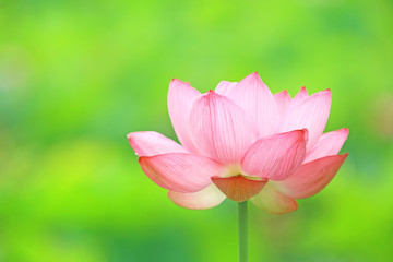 ハス　ピンクの花