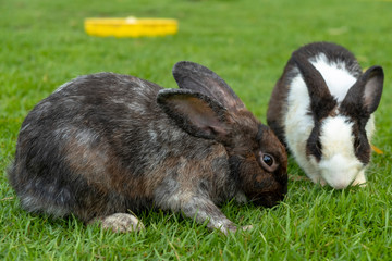 Two cute a little rabbits isolated standing and eating on the grass background.