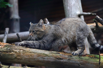 Naklejka na ściany i meble Wildkatze (Felis silvestris) auf Baumstamm