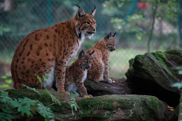 Naklejka na ściany i meble Eurasische Luchs oder Nordluchs (Lynx lynx) Familie 