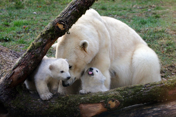 Eisb&auml;r (Ursus maritimus) Muttertier mit Jungen B&auml;ren