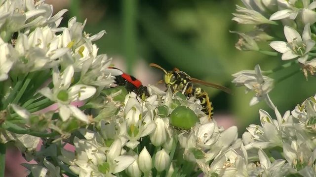 Eine Wespe attackiert einen Bienenkäfer auf den weißen Blüten eines Schnittknoblauchs
