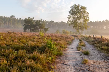 Fototapete The heather in bloom, picture form the wijers in limburg belgium during the morning © krist