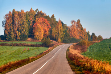 Obraz premium Paved road surrounded by trees during peak colors of Autumn.