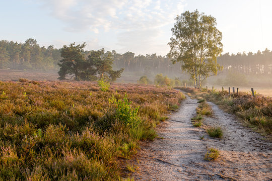 The heather in bloom, picture form the wijers in limburg belgium during the morning