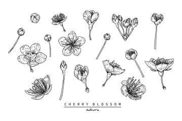 Sketch Floral Botany Collection. Cherry blossom Sakura flower drawings. Black and white with line art on white backgrounds. Hand Drawn Botanical Illustrations.Vector.