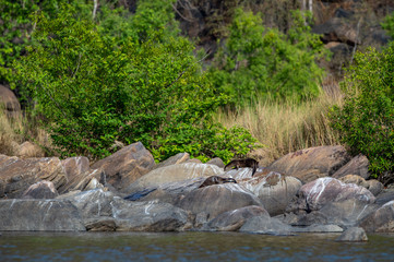Chambal river Smooth coated otter Lutrogale pers or Lutrogale perspicillata family pups are playing...