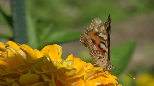 Ein Distelfalter sucht auf einer gelben Zinnienbl&uuml;te Nektar