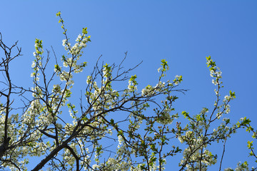 Plum (Prunus) tree branches in bloom on the background of clear blue sky.