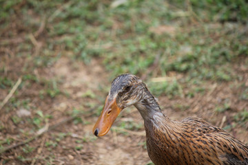 runner duck in the meadow of the farm