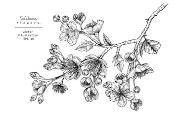Sketch Floral Botany Collection. Cherry blossom Sakura flower drawings. Black and white with line art on white backgrounds. Hand Drawn Botanical Illustrations.Vector.