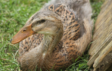 runner duck resting in the grass