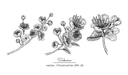 Sketch Floral Botany Collection. Cherry blossom Sakura flower drawings. Black and white with line art on white backgrounds. Hand Drawn Botanical Illustrations.Vector.