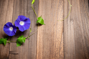 青紫のアサガオ