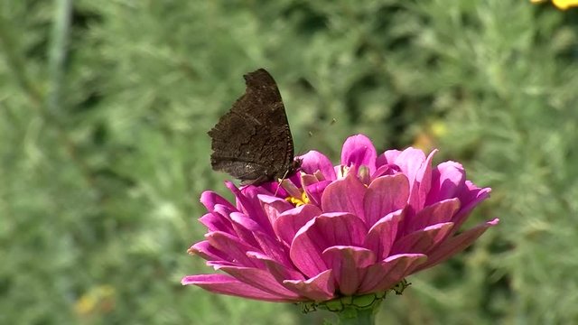  Ein Tagpfauenauge auf einer pinken Zinnienbl&uuml;te