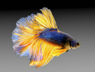 Dark blue and  Yellow tail Betta fish,Siamese fighting fish,siamese fighting fish betta splendens (Halfmoon betta,Betta splendens Pla-kad ( biting fish) isolated on gray background.