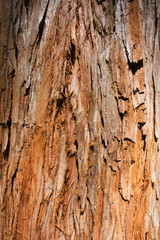 Giant Redwood Tree Texture, Background