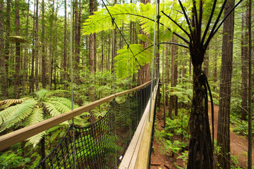 Obraz premium Treewalk through Forest of Tree Ferns and Giant Redwoods in Whakarewarewa Forest near Rotorua, New Zealand