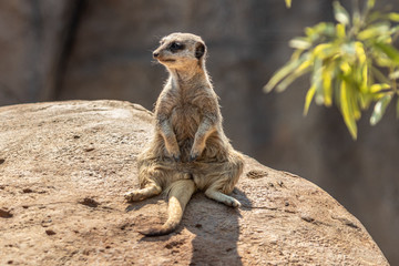 Fototapeta premium meerkat on a rock
