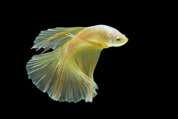 Betta fish on black background.