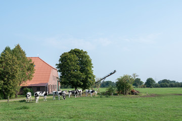 cows in meadow near traditional farm in lower saxony between aurich and leer