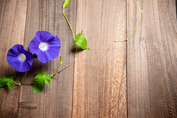 青紫のアサガオ