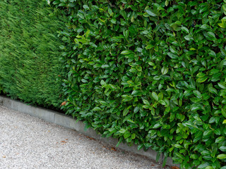 green space decor hedge yard home background.