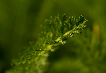 A branch of a plant with a hard leaf and thorns