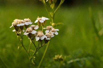 Yarrow inflorescence in soft evening light © Макар Мосин