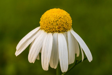 Blooming chamomile at the end of summer