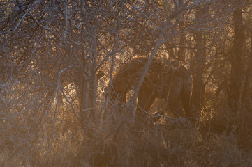 Close-up of a spotted Hyena - Crocuta crocuta- with a prey, seen during the golden hour of sunset...