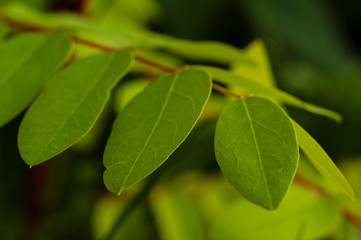 Young twig of robinia on a blurry background