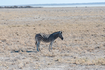 A Burchell's Plains zebra -Equus quagga burchelli- standing on the plains of Etosha National Park, Namibia.