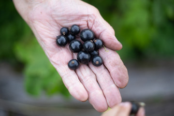 Old woman's hands holding black currants