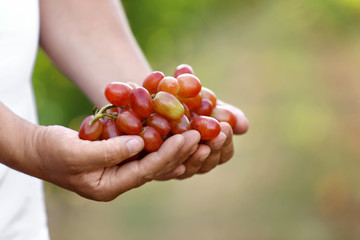 Man holding bunch of fresh ripe juicy grapes outdoors, closeup