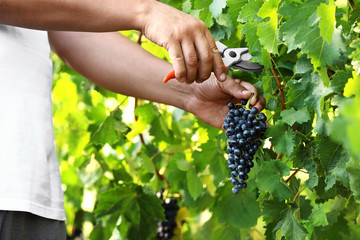 Man cutting bunch of fresh ripe juicy grapes with pruner outdoors, closeup