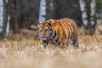 Siberian Tiger running. Beautiful, dynamic and powerful photo of this majestic animal. Set in environment typical for this amazing animal. Birches and meadows