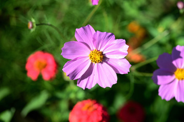 Obraz premium Beautiful cosmos flower in the summer garden, lit by the bright sun