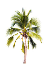 Fototapeta na wymiar Coconut tree isolated on white background 
