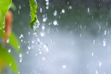 Close up drop of rain falling from green leaf with splashing water drops background. Ecology concept copy space.