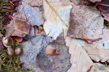 france, chevreuse valley : leaves in forest