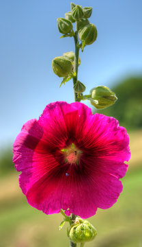 Rose tr&eacute;mi&egrave;re sauvage &agrave; Ligneyrac, France