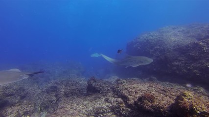 Stingray & Leopard Shark Swimming Over Rocky Coral Reef In Blue Sea Water At Stradbroke Island Queensland Australia. Underwater Wide Angle Of Australian Shark & Ray. Bottom Dwelling Marine Life