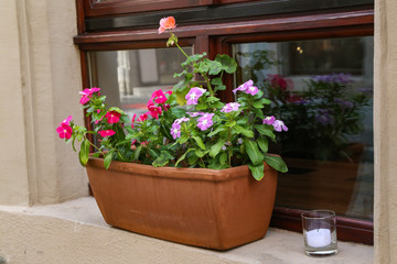 Fototapeta na wymiar A pot with beautiful flowers stands on the windowsill