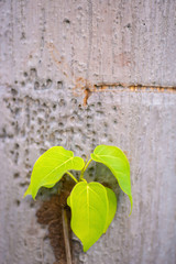 The background image of a plant with a germinating tree