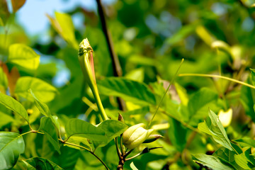 The blooming canna still does not fall to the ground.