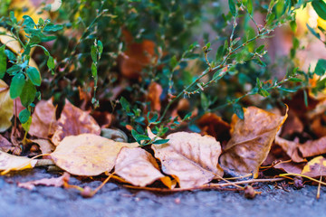 Autumn preparation concept. Season specific. Blurred underwood close up.